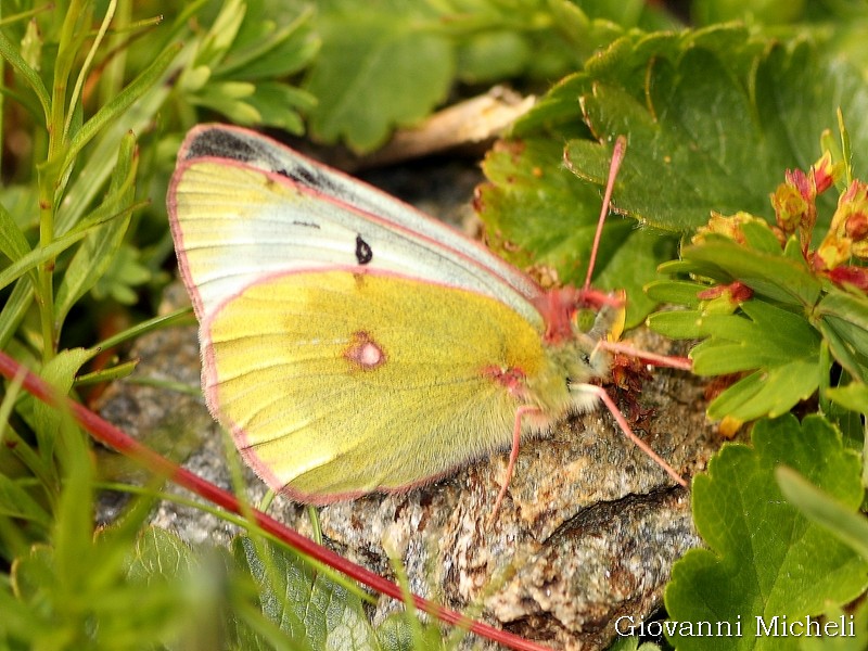 Colias phicomone